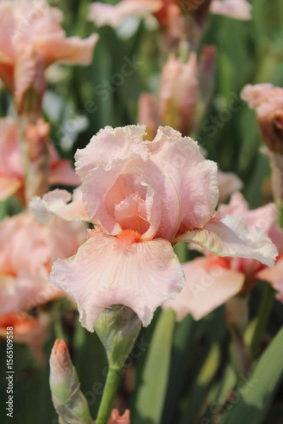 Obraz Irises. Delicate varieties of peach-colored irises on a blurred garden background. Beautiful natural background. Close-up of summer flowers. Delicate bud. Petals. Bright landscape. Macro. Peach irise