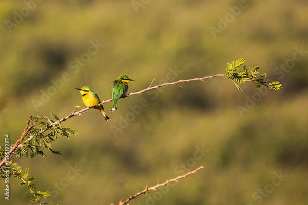 Obraz Two bee-eaters on a branch
