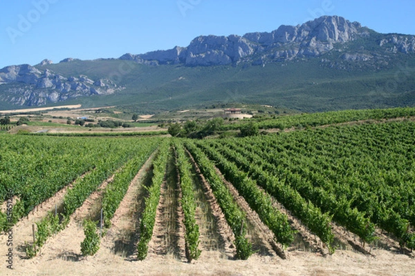 Obraz Vineyard in La Rioja