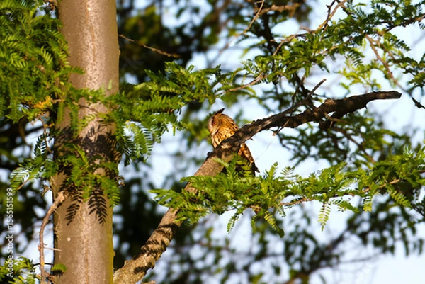 Fototapeta A single long-eared owl (Asio otus) sits on the branches of a honey locust tree in the soft morning light