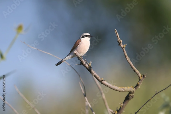 Fototapeta Male red-backed shrike (Lanius collurio) shot close-up sitting on a tree branch against a blurred background