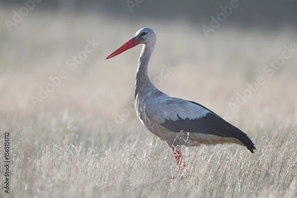 Fototapeta An adult white stork (Ciconia ciconia) is photographed close-up in the dark while searching for food