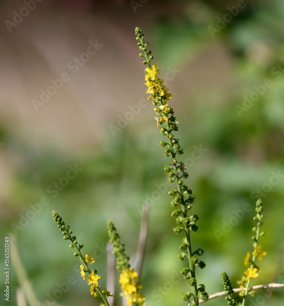 Fototapeta A single stem of a flowering common agrimony (Agrimonia eupatoria) shot close-up against a blurred background