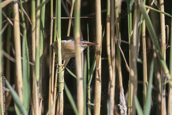 Fototapeta A male little bittern (Botaurus minutus) hides behind the stems of dense reeds