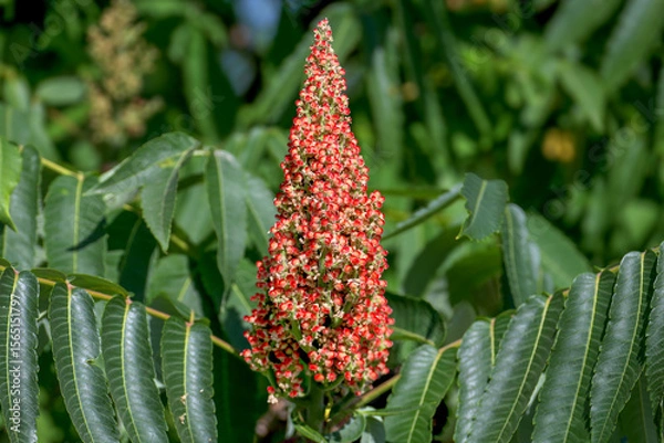 Fototapeta A close-up of the flowering inflorescence of Rhus typhina, the staghorn sumac, surrounded by the bright green leaves of the tree