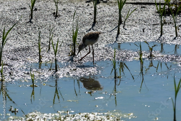 Fototapeta Cavaliere d'Italia