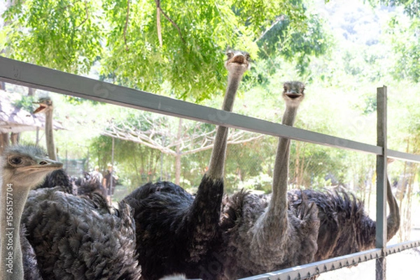 Fototapeta Several ostriches behind a fence in a green area with trees.