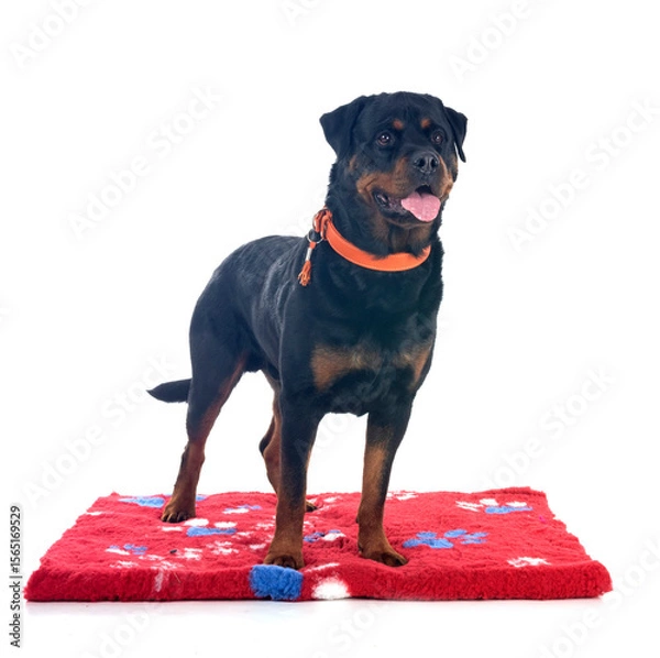 Fototapeta rottweiler in studio