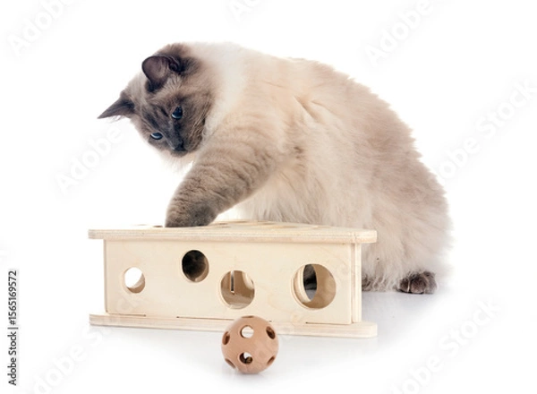 Fototapeta siberian cat in studio