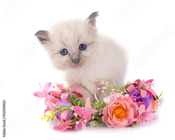 Fototapeta kitten birman cat in studio