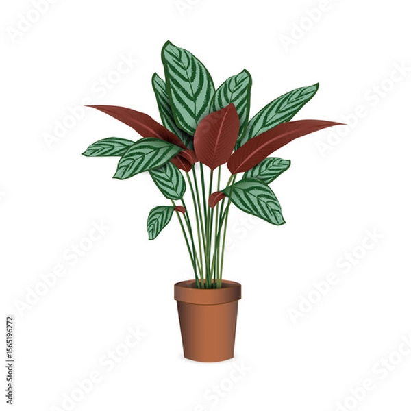 Fototapeta  Calathea  (Ctenanta Setosa) - tropical exotic plant in a plastic flower pot isolated on a white background close-up. Vector realistic image for room design project, plant shop advertising banner.