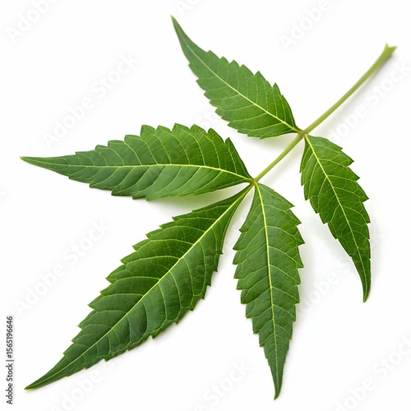 Obraz Medicinal neem leaf isolated on transparent background  