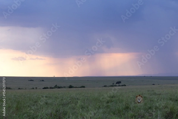 Fototapeta A male lion relaxing in the grasses with a dramatic hue at the backdrop during sunset, Masai Mara, Kenya