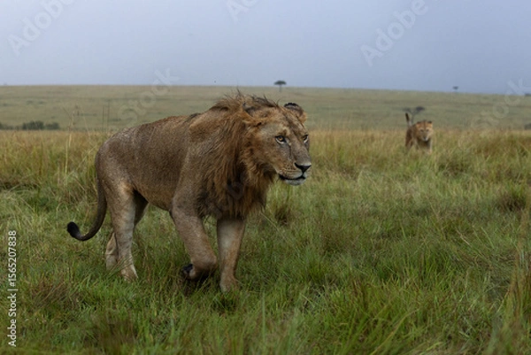 Fototapeta Male lion seperated form Rongai pride moving in Savannah to hunt at Masai Mara, Kenya