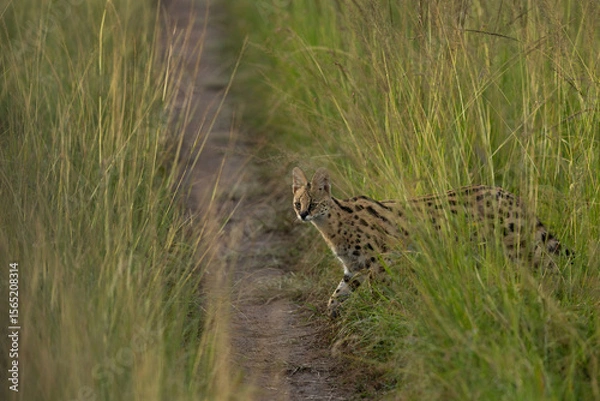 Fototapeta A Serval crossing the track at Masai Mara, Kenya