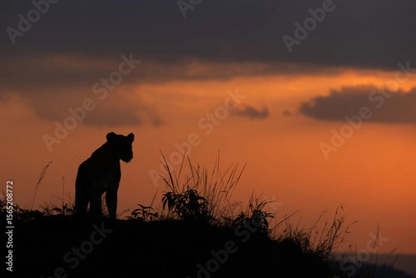 Fototapeta A lion on the mound with splendid hue during sunset at Masai Mara, Kenya