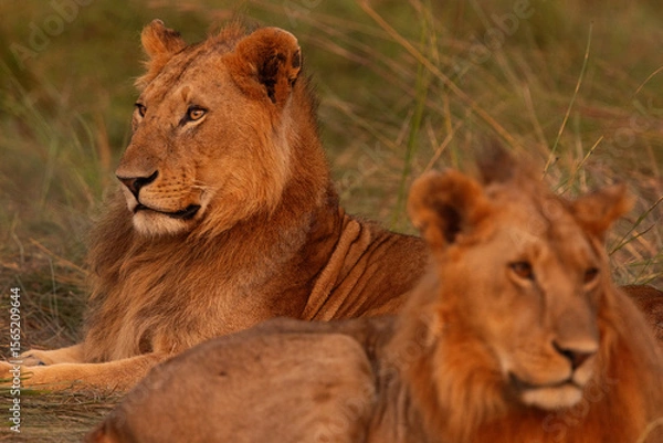 Fototapeta Males seperated form Rongai pride relaxing at Masai Mara, Kenya, Selective focus on the back lion.