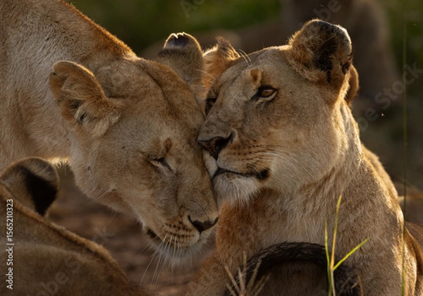 Fototapeta Lions of black rock pride showing love and affection, Masai Mara, Kenya