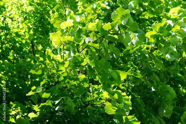Fototapeta Green leaves of a tree. Green leaves texture. Natural background of green tree leaves.