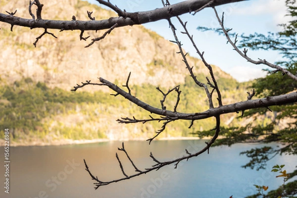 Obraz tree in the water