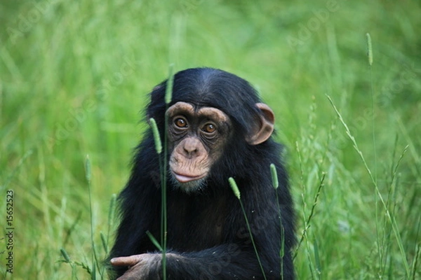 Obraz schimpansenbaby