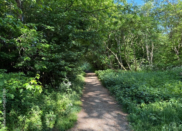 Fototapeta A sunlit dirt path meanders through a lush green forest, surrounded by dense foliage. The canopy of trees creates a dappled effect, casting playful shadows on the ground in, Meanwood, Leeds, UK