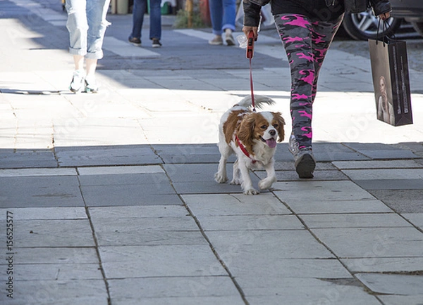 Obraz shopping with dog