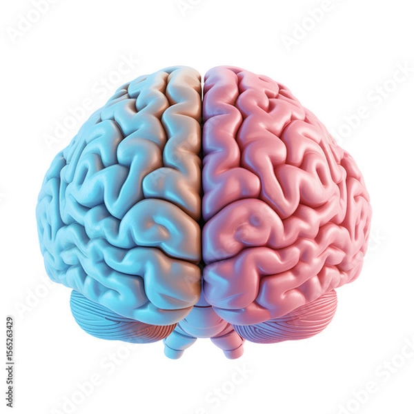 Fototapeta Top view of a human brain divided into two colorful hemispheres isolated on transparent background