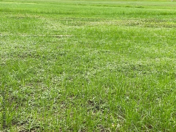 Obraz green grass field