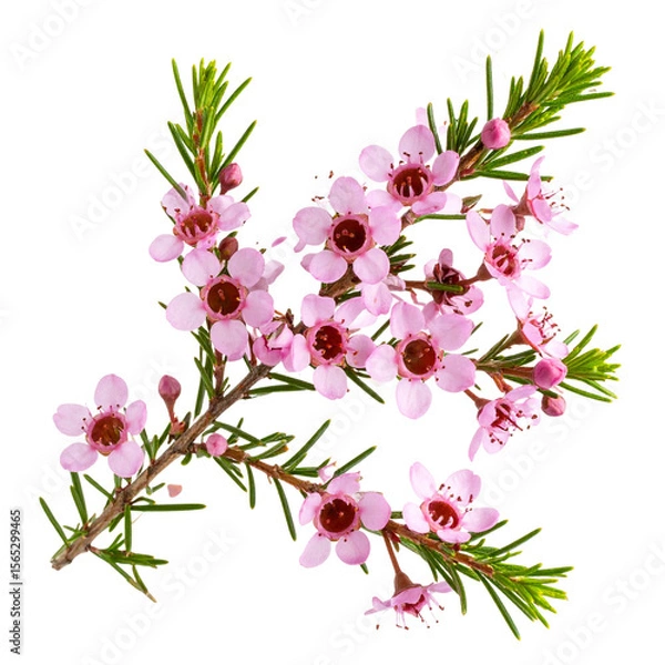Fototapeta Single waxflower stem with pink blossoms and needle-like green leaves, isolated on transparent background PNG
