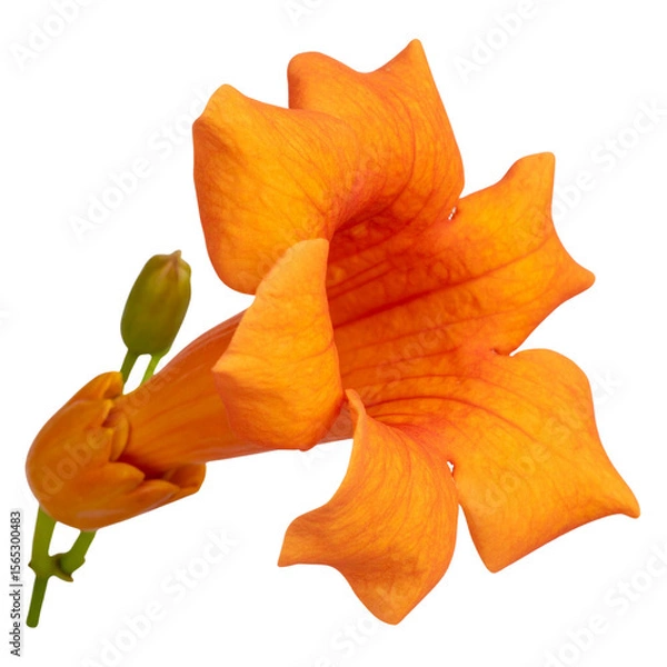Fototapeta Single blooming trumpet vine flower with curved tubular petals, isolated on transparent background PNG