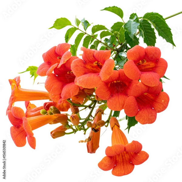 Fototapeta Single blooming trumpet vine flower with curved tubular petals, isolated on transparent background PNG (2)