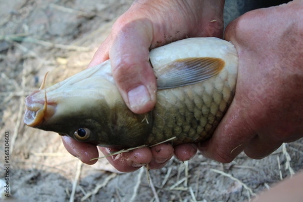 Obraz Close-up of hands holding a fish with visible scales.