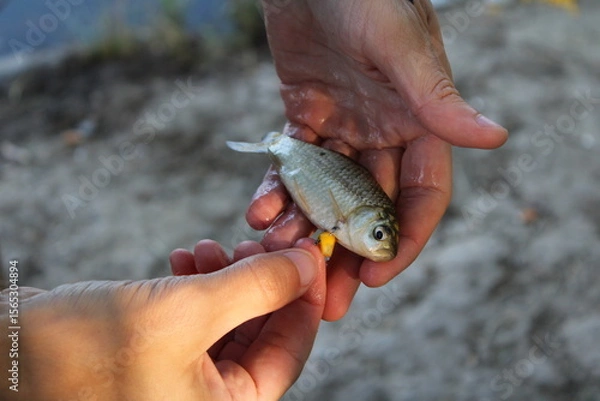 Obraz Hands holding a small fish with bait attached.