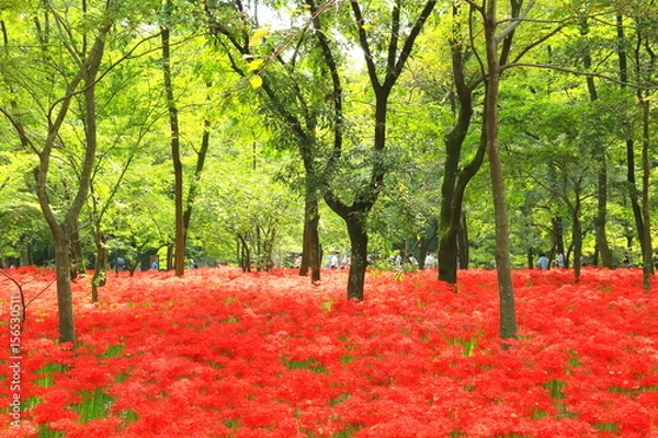 Fototapeta 巾着田の曼珠沙華