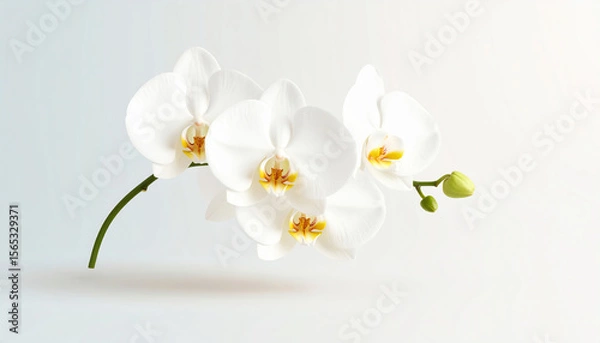 Fototapeta White Orchid Flower Minimal Style on Beige Background