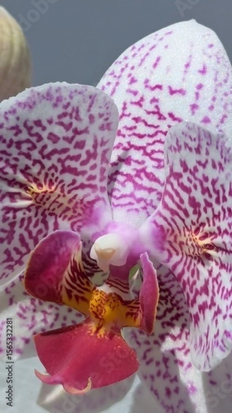 Fototapeta Phalaenopsis orchid close-up with white petals and magenta spots. Macro of tropical flower with vivid center, ideal for spa, beauty, floral prints, and botanical use.