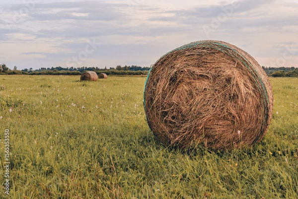 Fototapeta Hay bales in field at dusk in Latvia