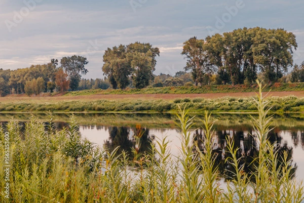 Fototapeta A beautiful river in a city area with aquatic plants, canes, reeds and trees on the shore