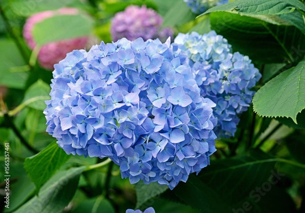 Obraz Blue hydrangea in the summer garden