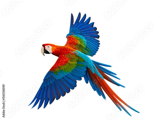Fototapeta Parrot in Mid-Flight with Wings Spread Wide, isolated on transparent background