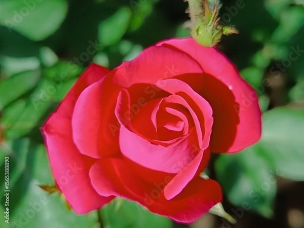 Obraz A vibrant red rose in full bloom, captured in a close-up shot.