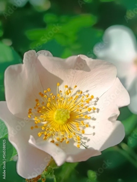 Obraz Close-up of a delicate wild rose in soft sunlight