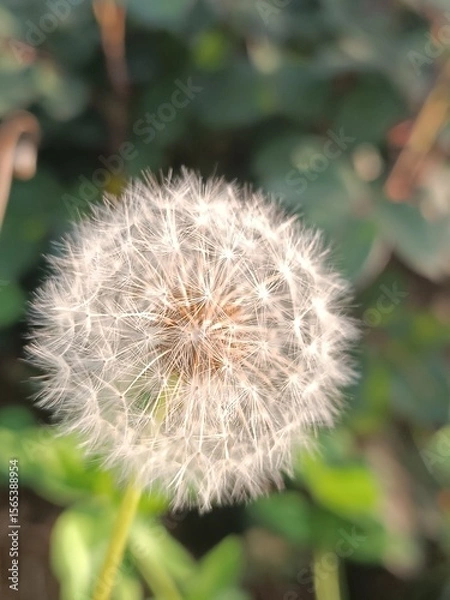 Obraz A close-up of a dandelion seed head.