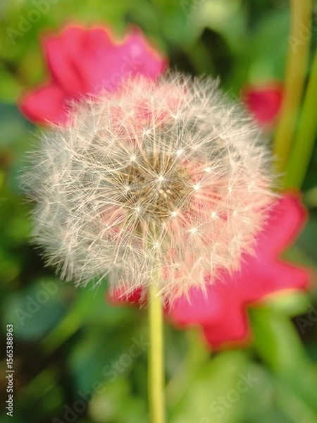 Obraz Close-up of a fluffy dandelion seed head in a garden with a blurred pink flower