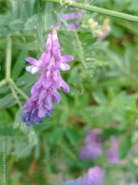 Obraz Close-up of a vibrant purple Tufted Vetch flower in a field