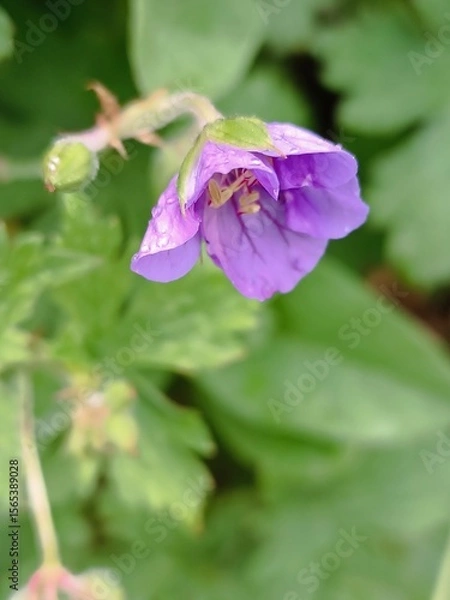 Obraz Closeup of a vibrant purple geranium flower with water droplets
