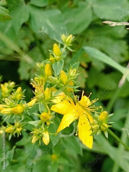 Obraz A close-up of St. John's wort flowers in bloom, showcasing vibrant yellow petals