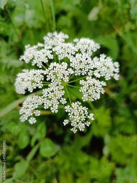 Obraz Close-up of a beautiful Queen Anne's Lace wildflower blooming in a field