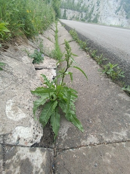 Obraz Plant growing through a crack in the concrete near a road